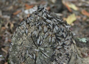 winged termites