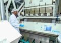 maize flour milling