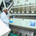 maize flour milling